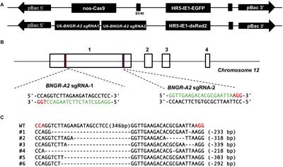 Molecular Disruption of Ion Transport Peptide Receptor Results in Impaired Water Homeostasis and Developmental Defects in Bombyx mori